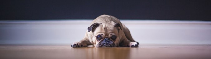 pug