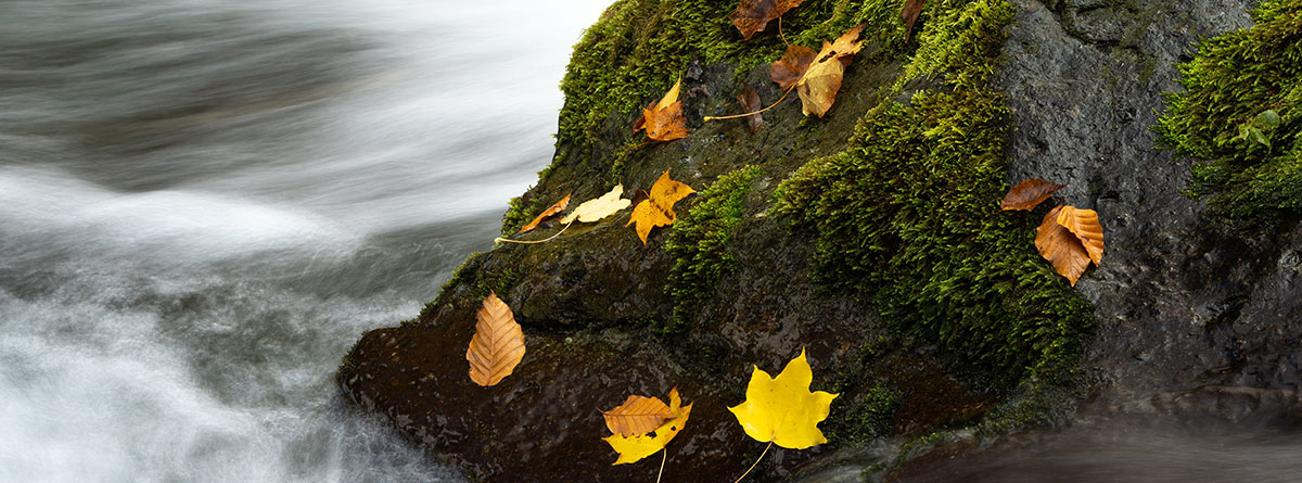 leaves