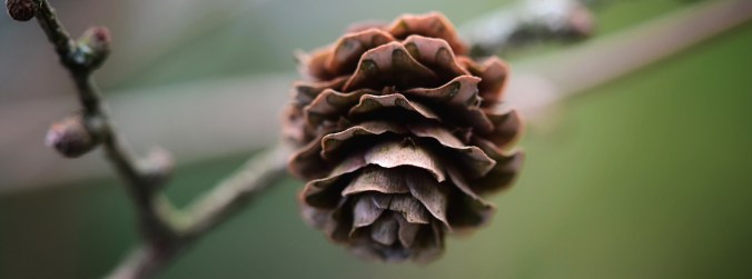 pine-cone
