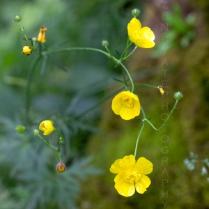 buttercups