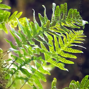 Rainforest Fern Plants