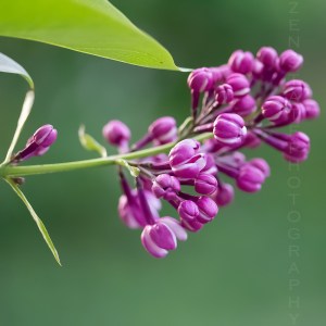Lilac Buds