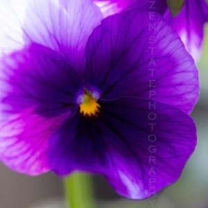 Pansies ©ZenStatePhotography
