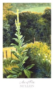 Herbcrafter's Tarot - Ace of Fire - Mullein
