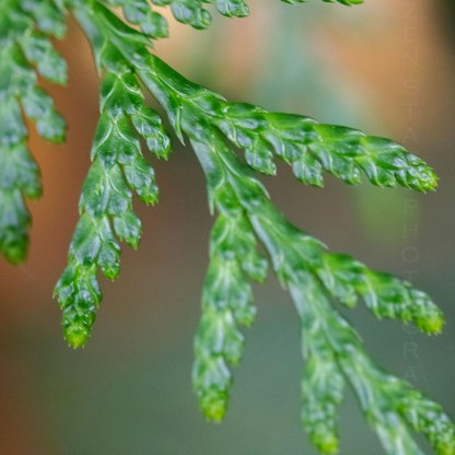 Western Red Cedar Bough Tips