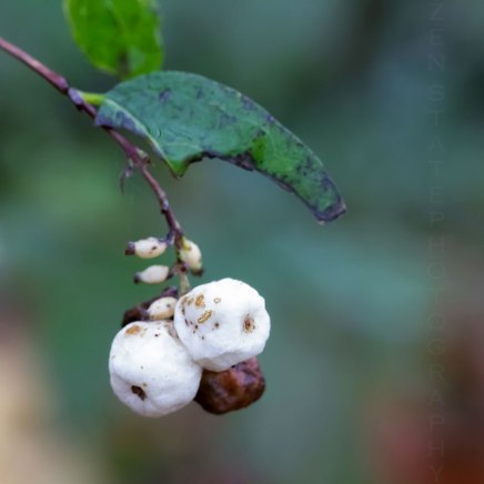 Snowberries (Symphoricarpos)