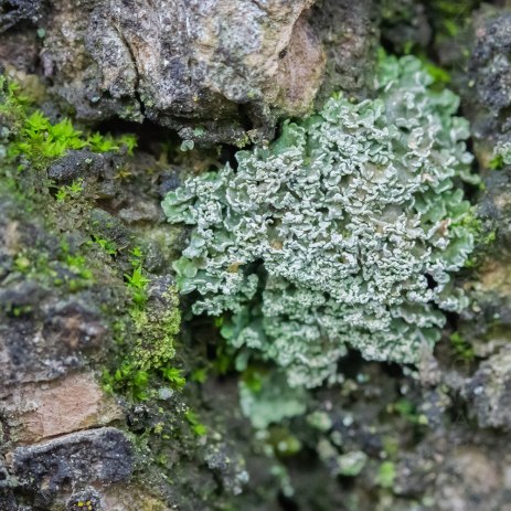 Rainforest Lichen