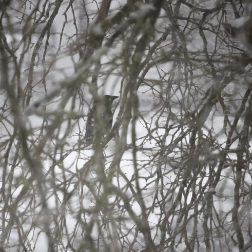 Crow in a Thicket