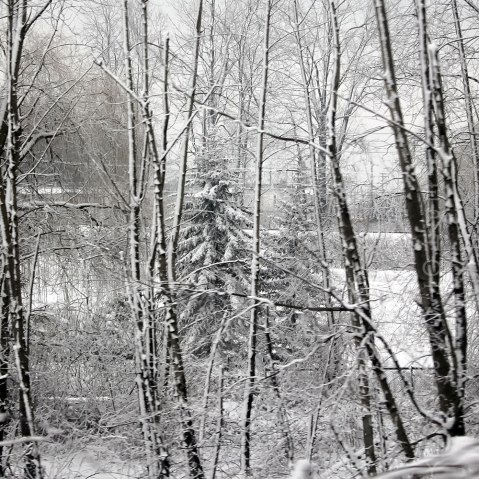 Evergreen Among the Birch