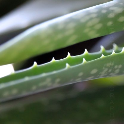 Aloe Vera Teeth