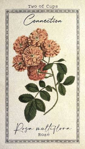 The Alchemist's Garden Tarot - Two of Cups - Rosa multiflora - Rose - Connection