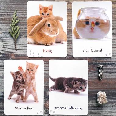Cat Wisdom Cards