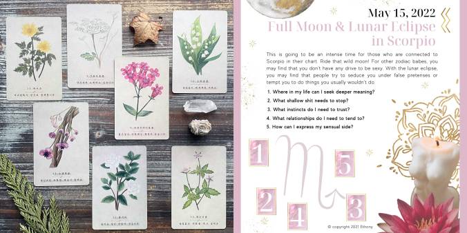 Full Moon & Lunar Eclipse In Scorpio Oracle Reading with the Korean Wildflower Oracle