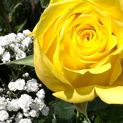 Yellow Rose