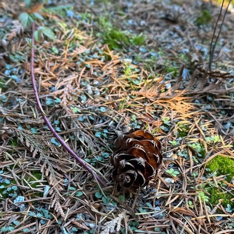 Douglas Fir Cone on Hoh Rainforest Floor