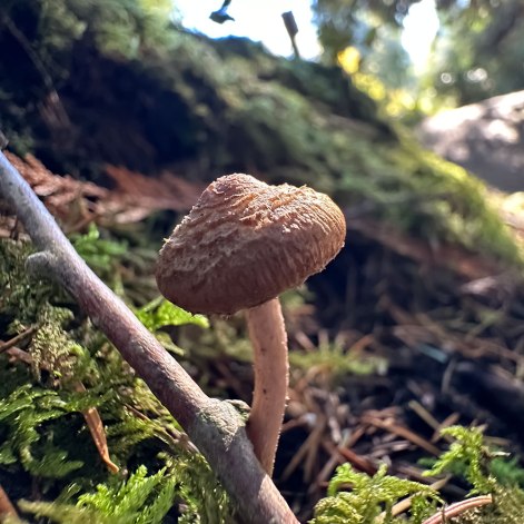 Mushroom in Moss