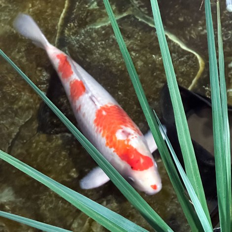 Giant Koi