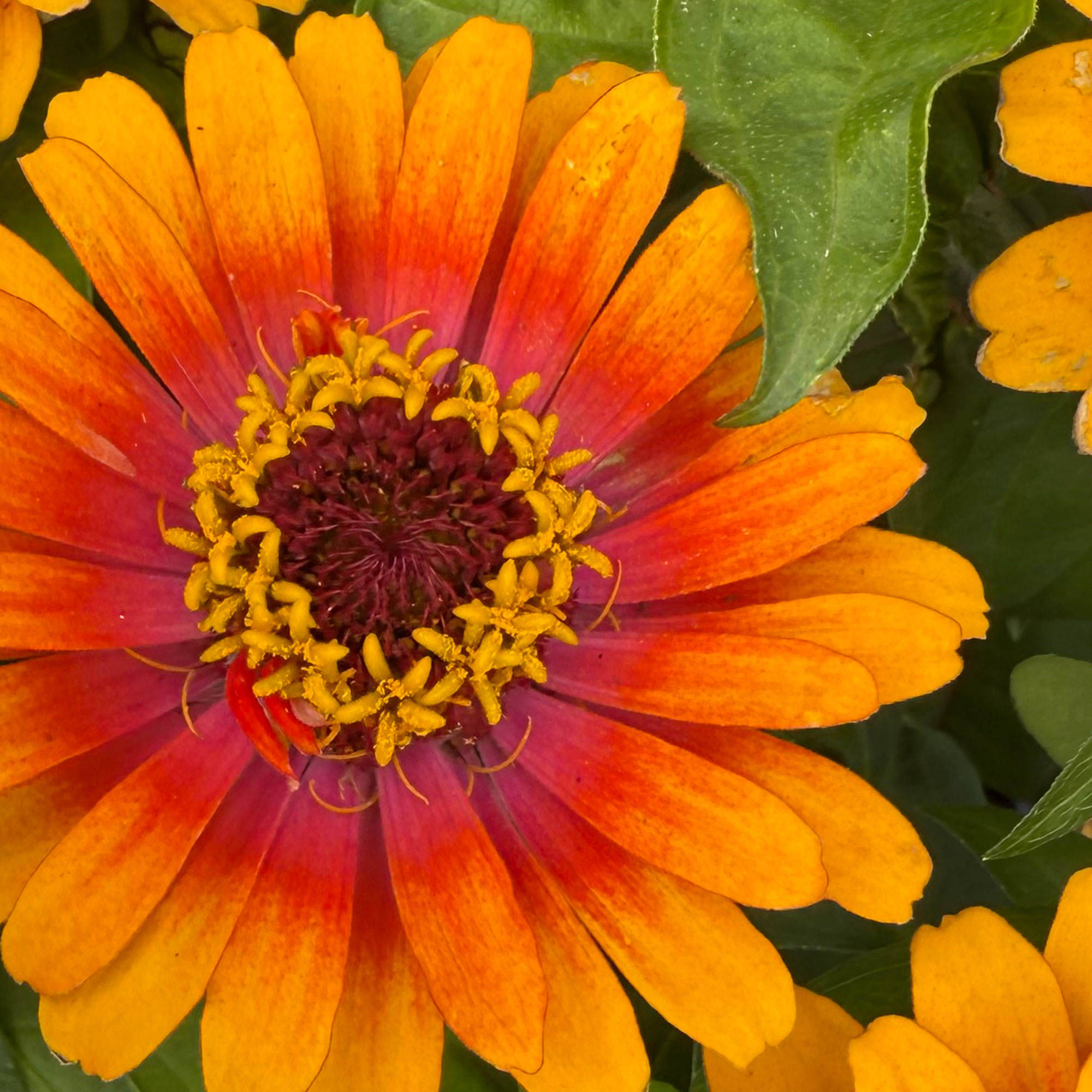 Common Zinnia in Orange