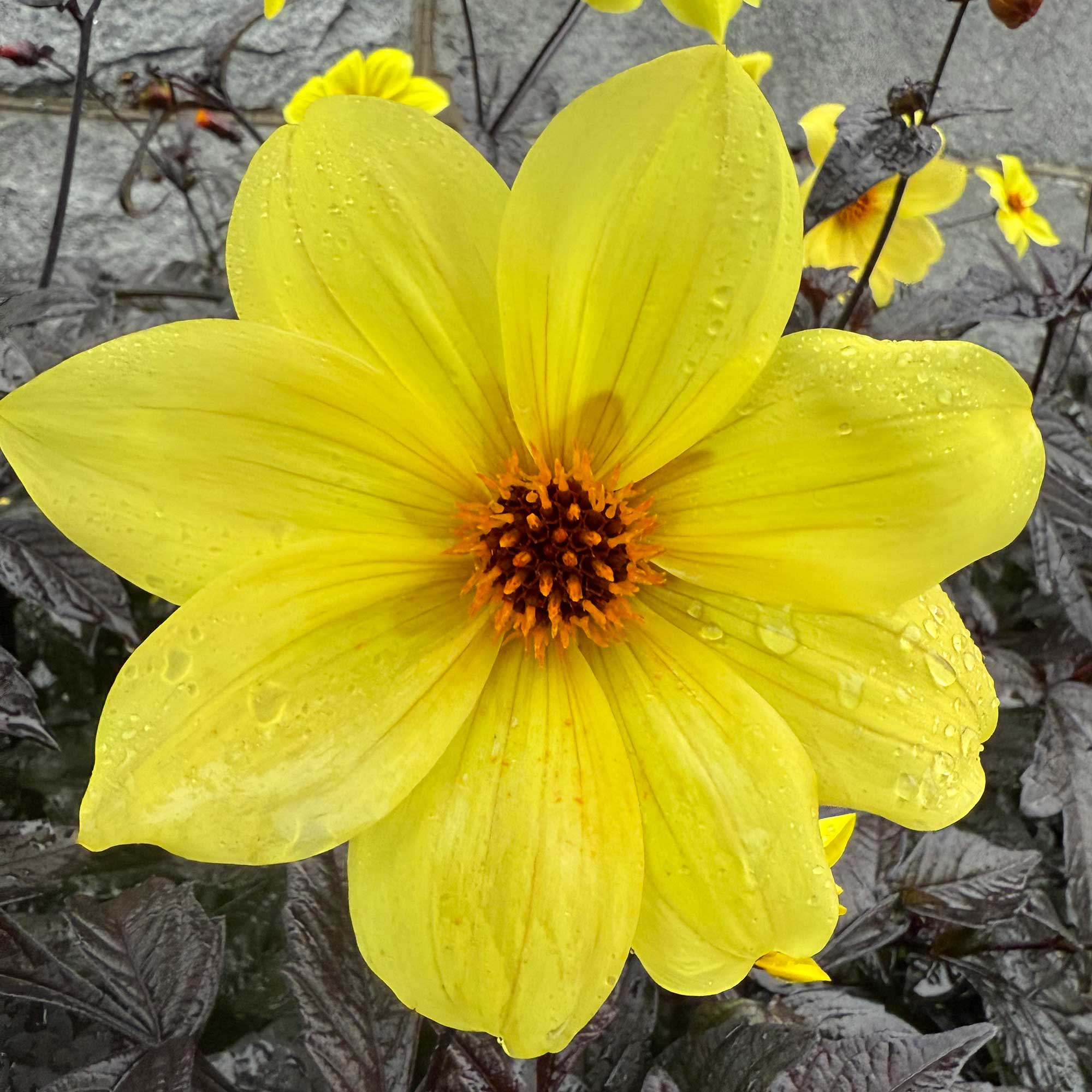Yellow Flower