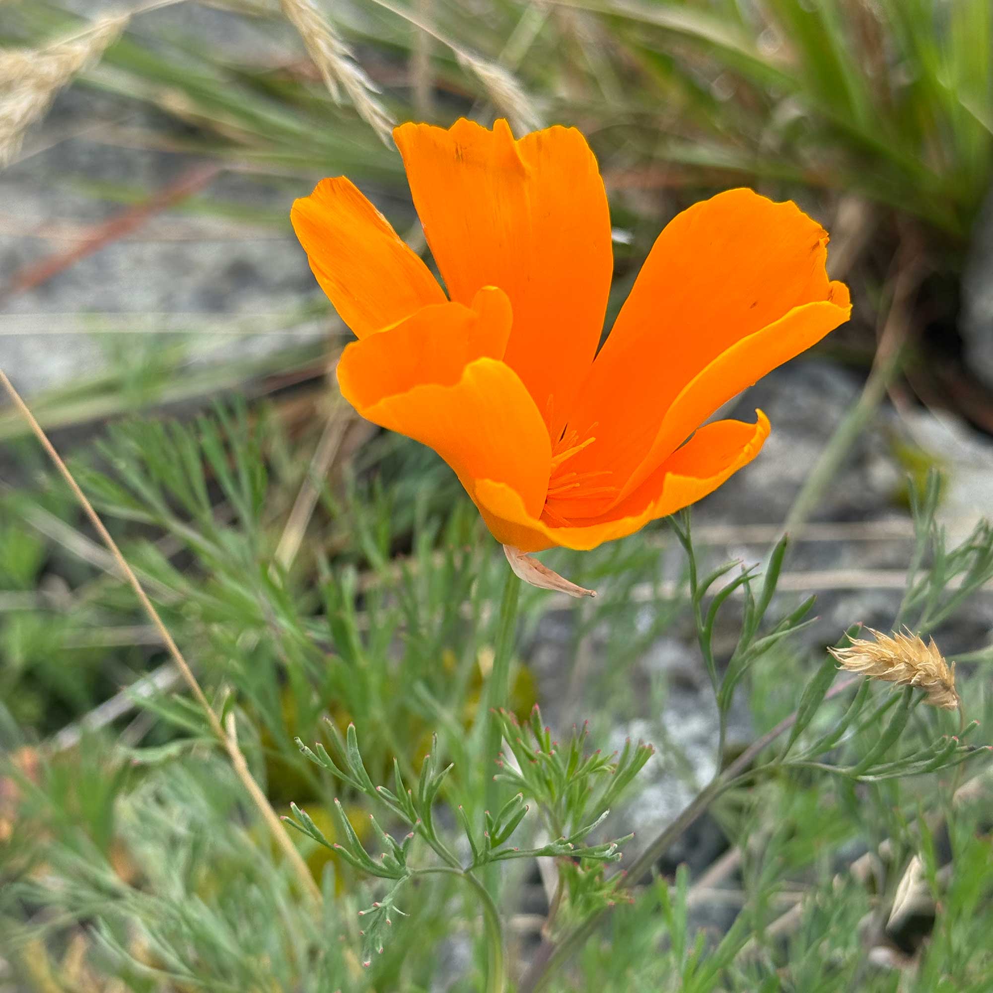California Poppy