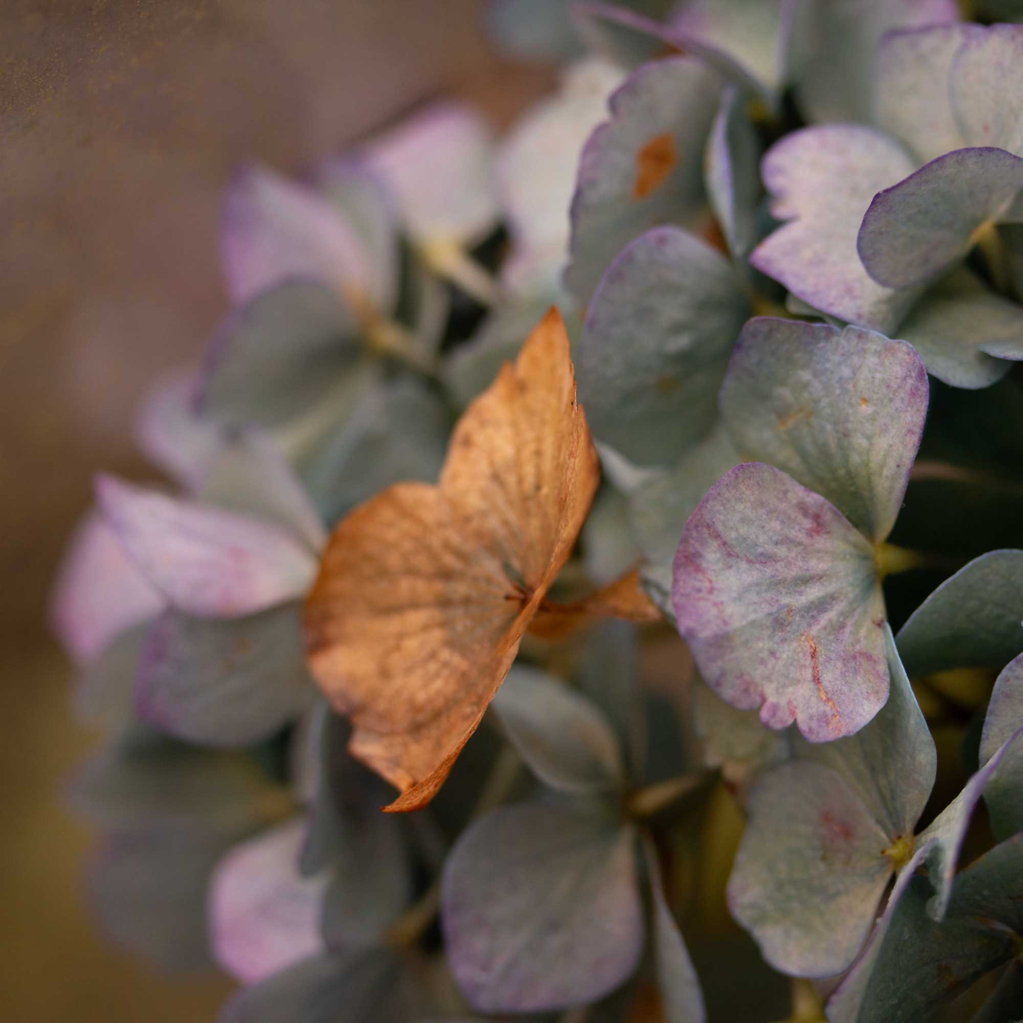 Fading Hydrangea