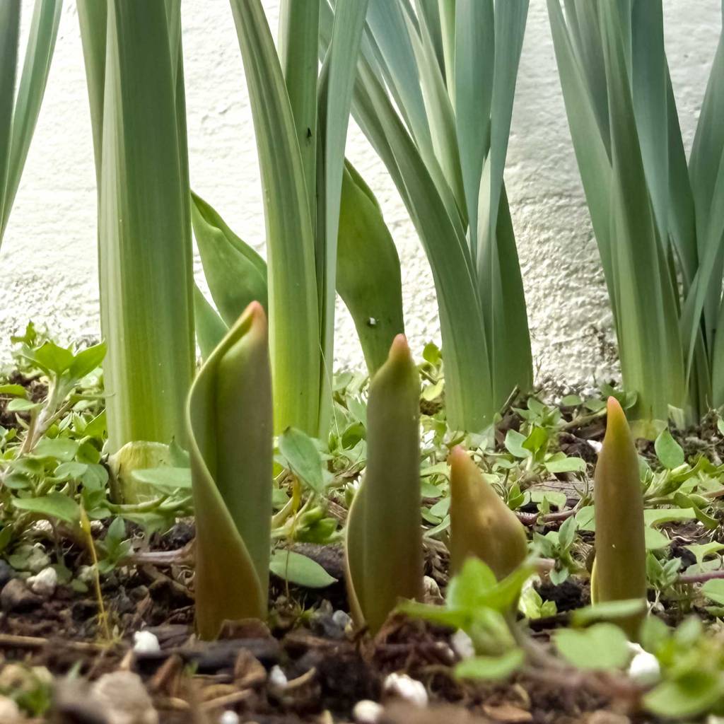Daffodil Sprouts