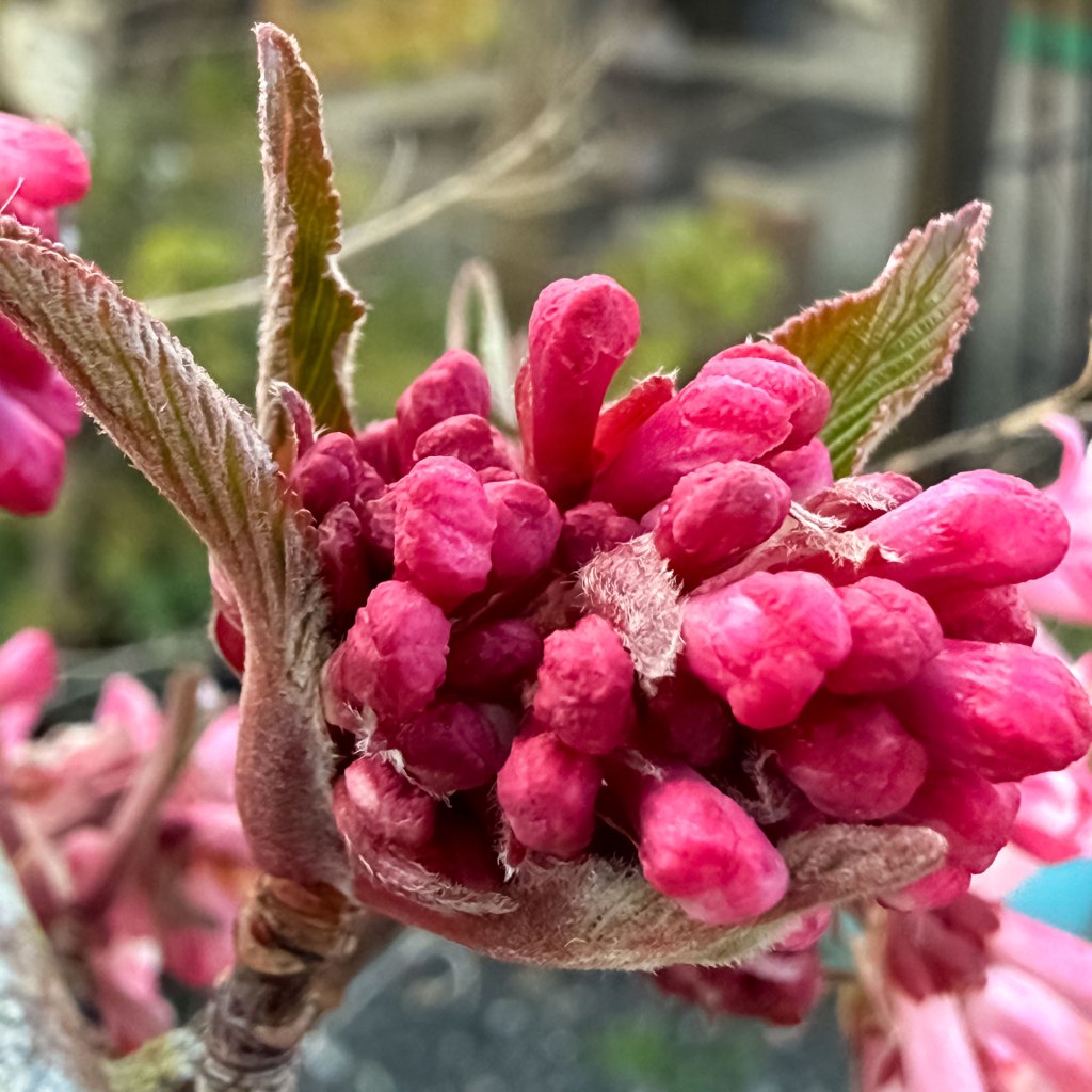 Arrowwood (Viburnum Carlesii) Koreanspice viburnum