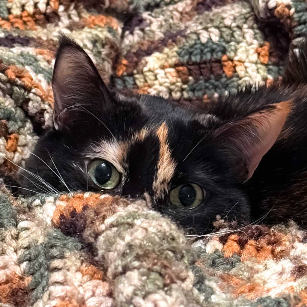 Peek a Boo Tortie Cat