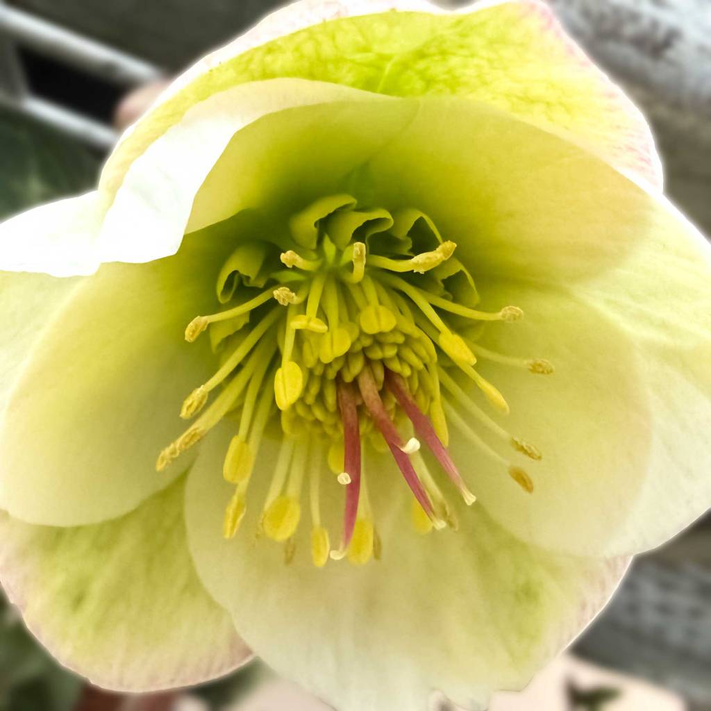 Yellow Hellebore