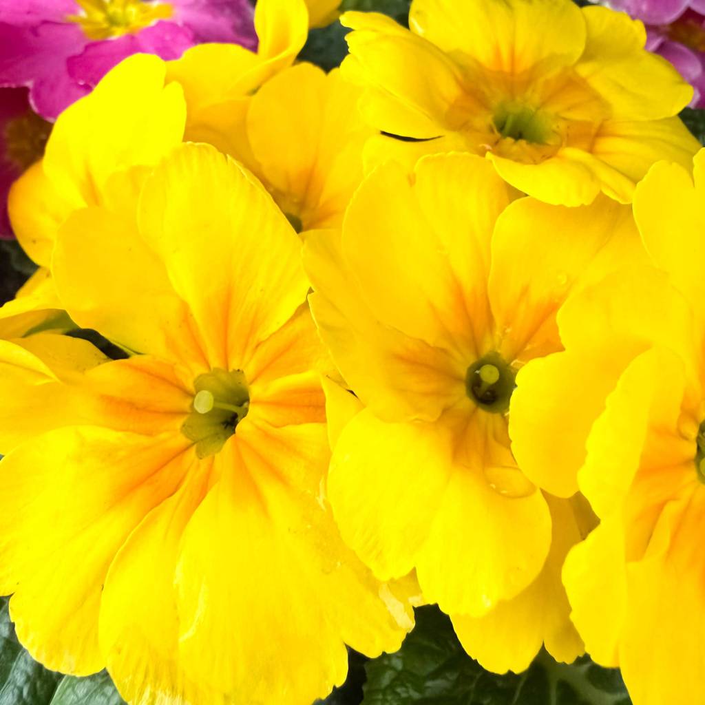 Primroses in Yellow