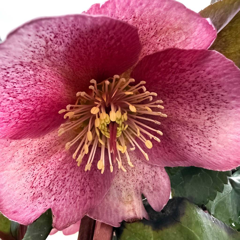 Hellbore Flowers in February
