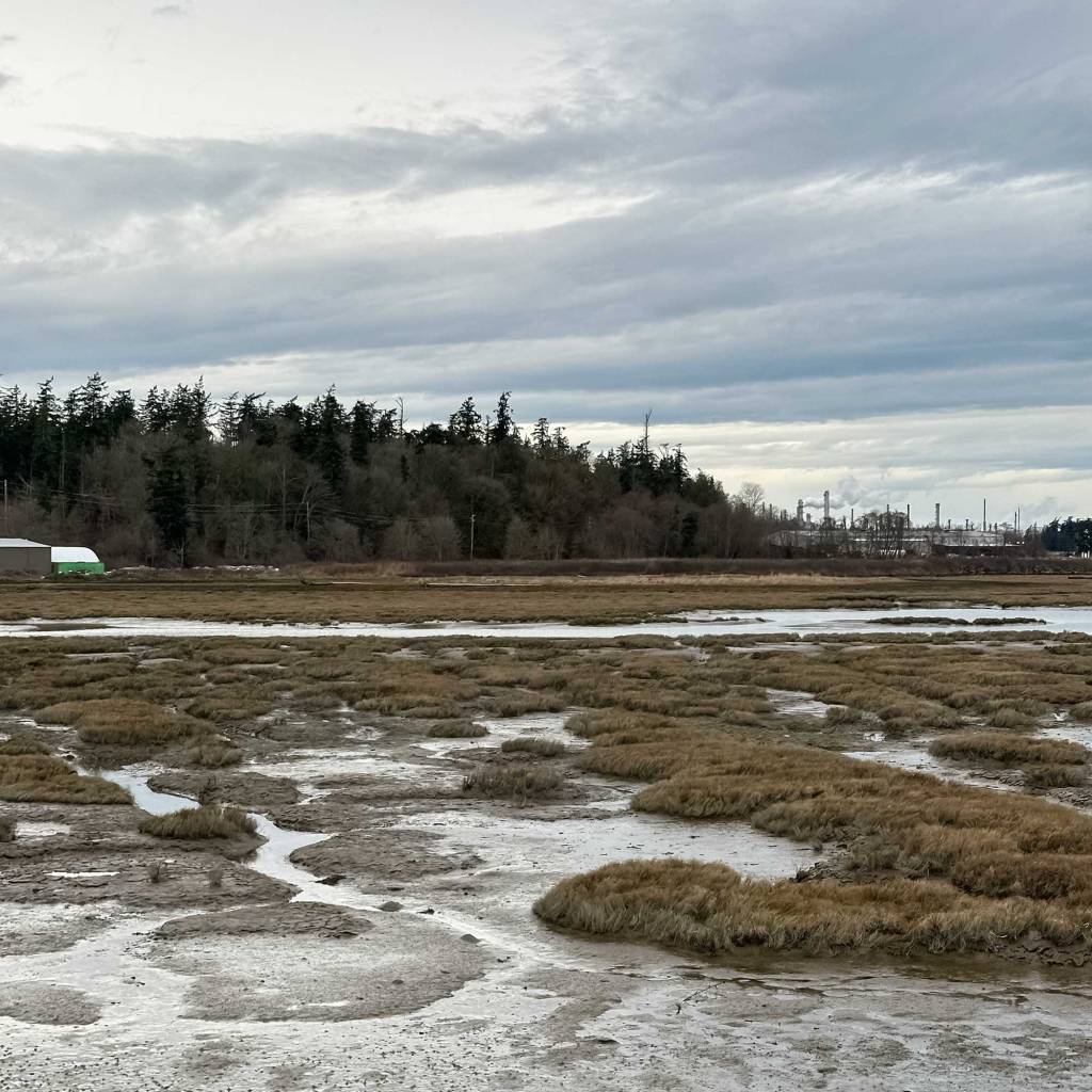 Anacortes Tidal Flats