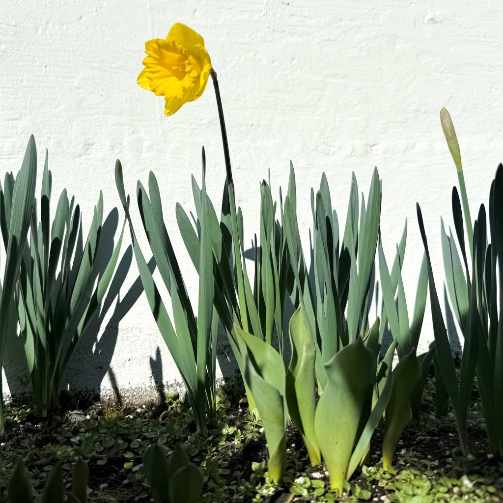 The First Daffodil