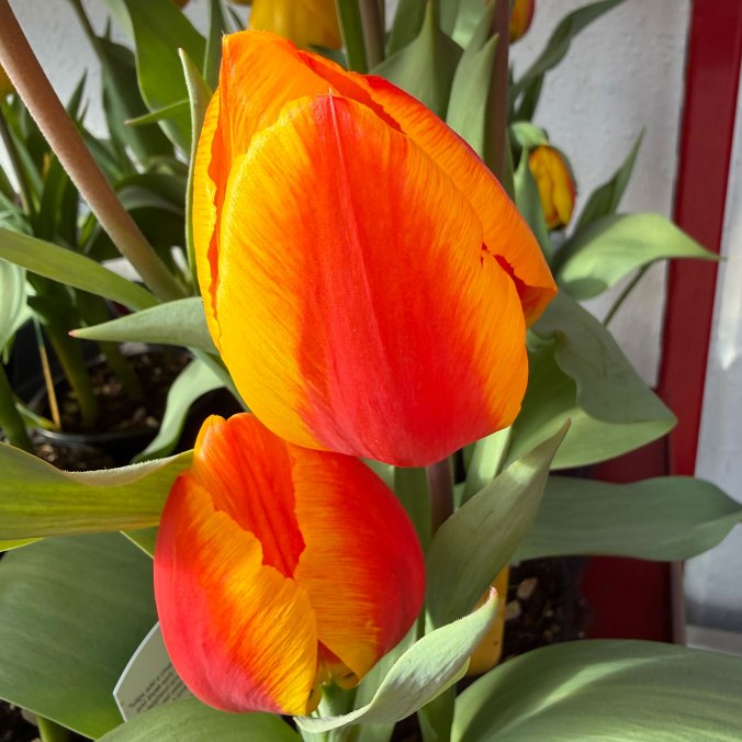 Sunrise Tulips