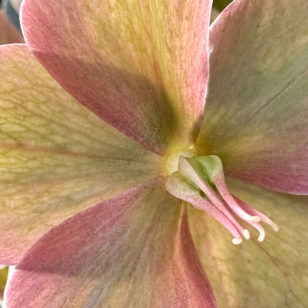 Hellebore Flower