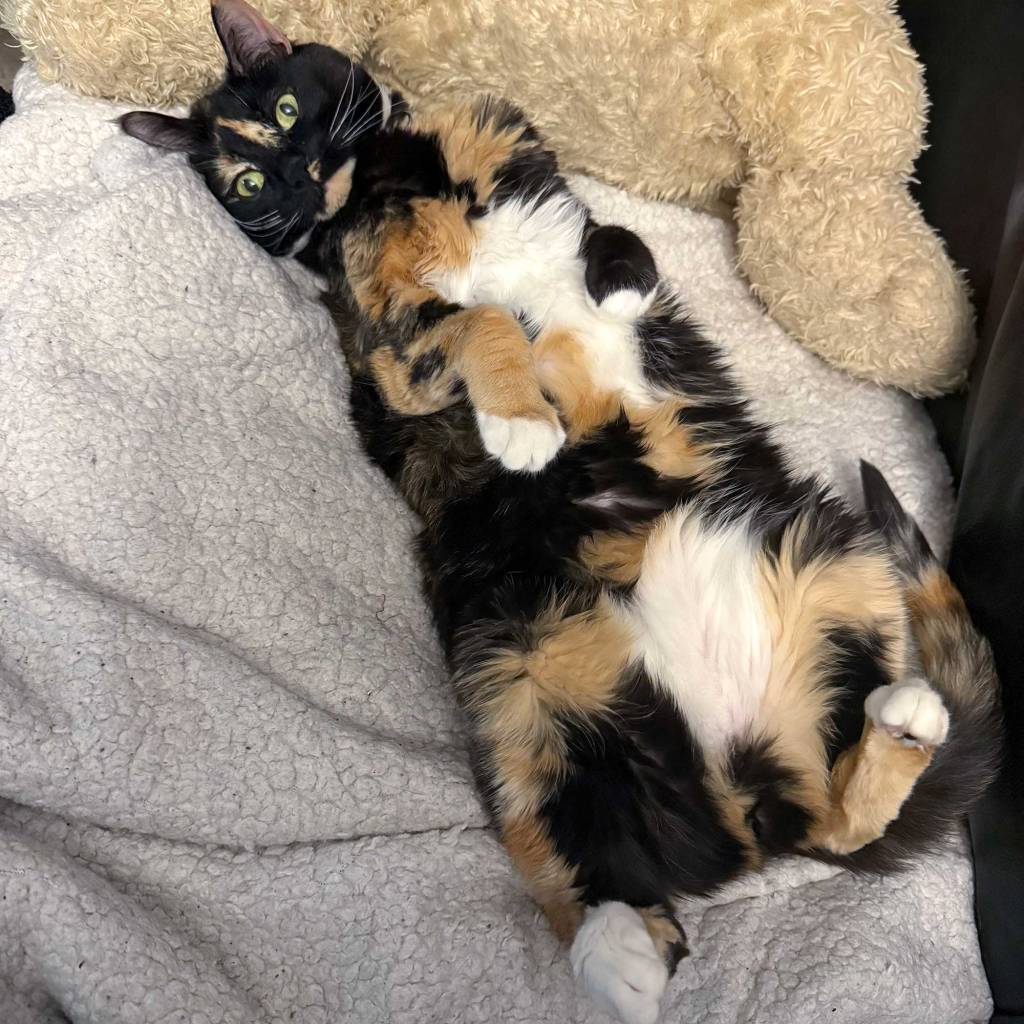 Miss Luna the Tortie Cat