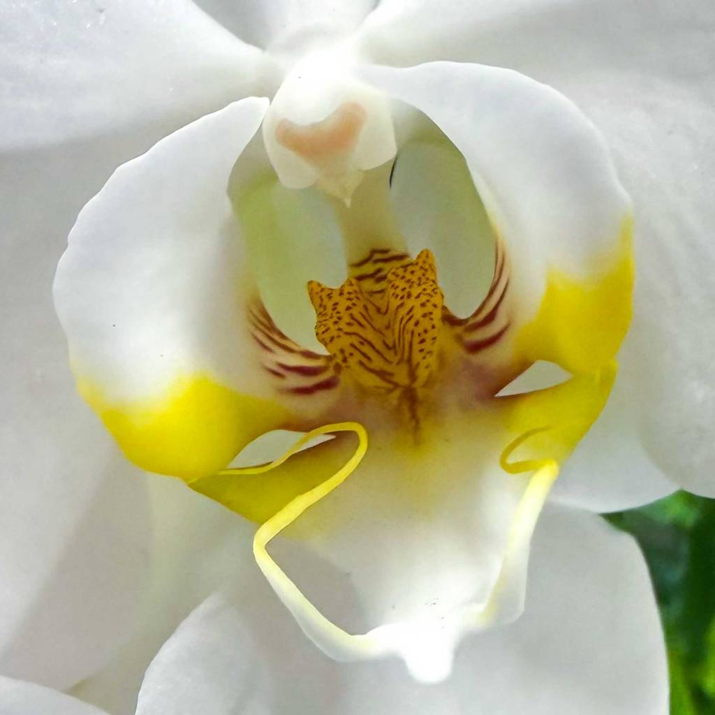White Orchid Macro Photography