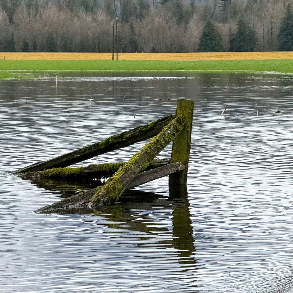 Flooded Field