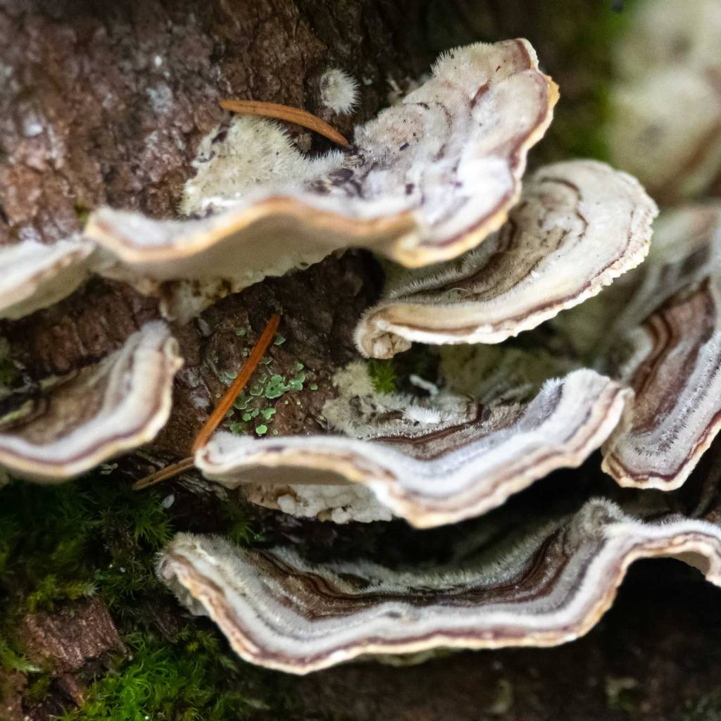 Turkey Tail Fungi (Trametes versicolor)