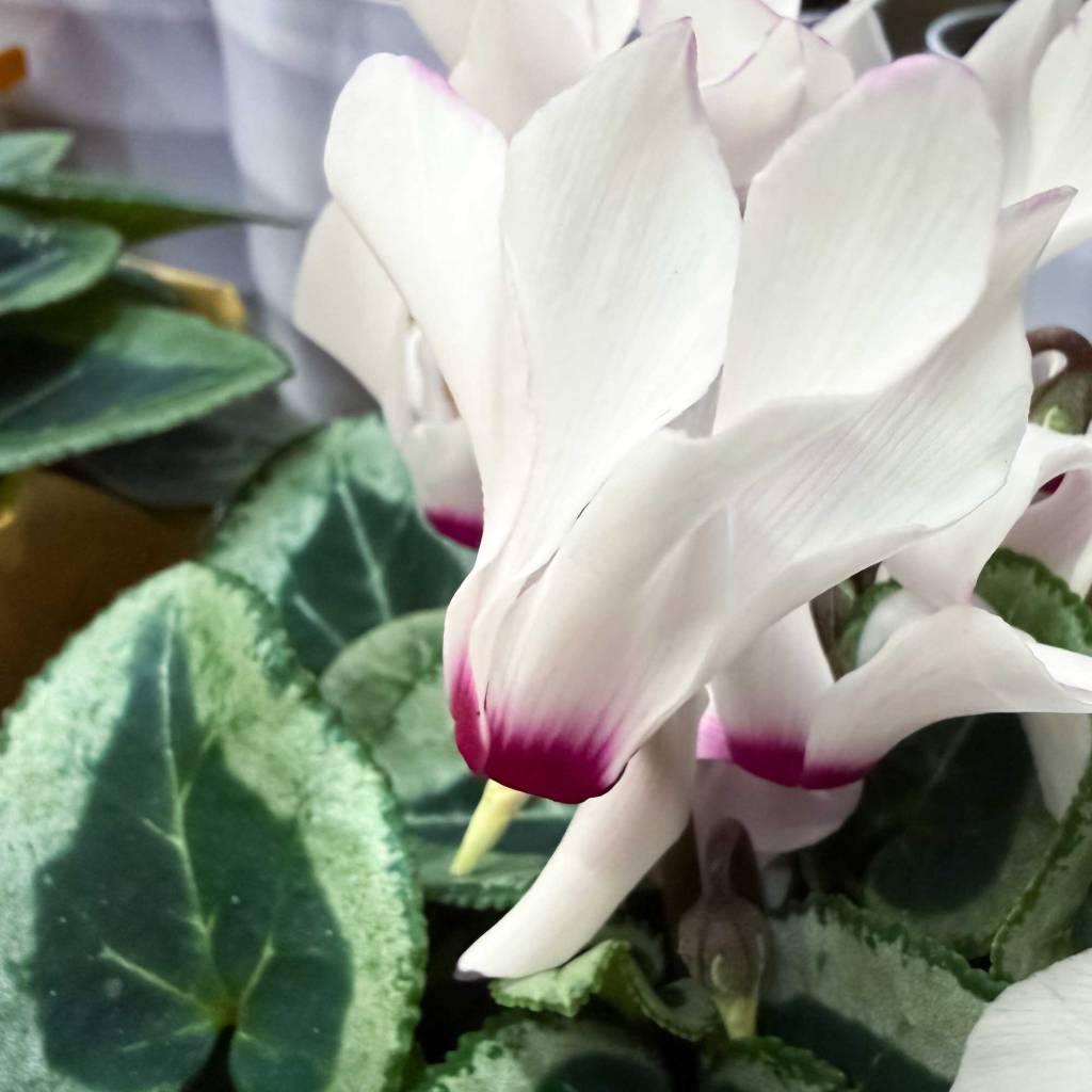 Persian Cyclamen (Cyclamen periscum)