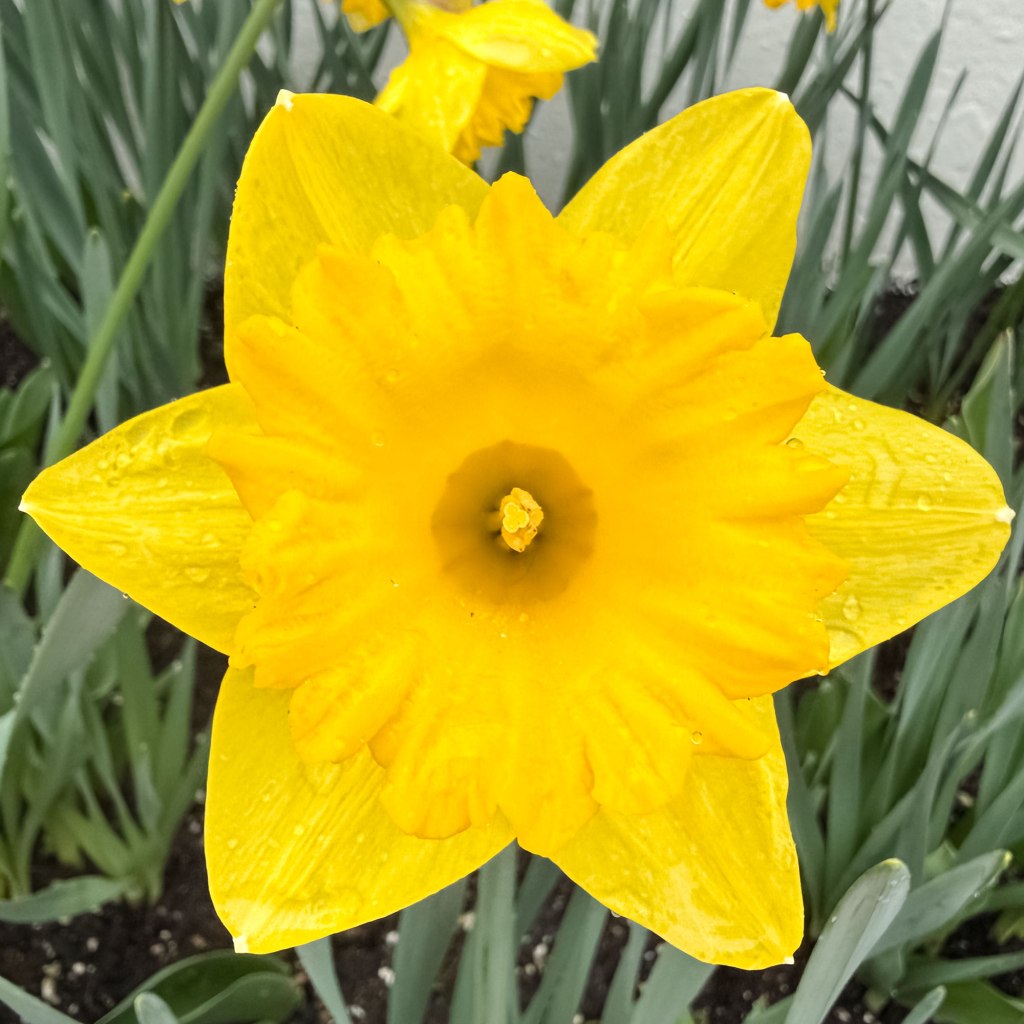 Daffodil (Narcissus)