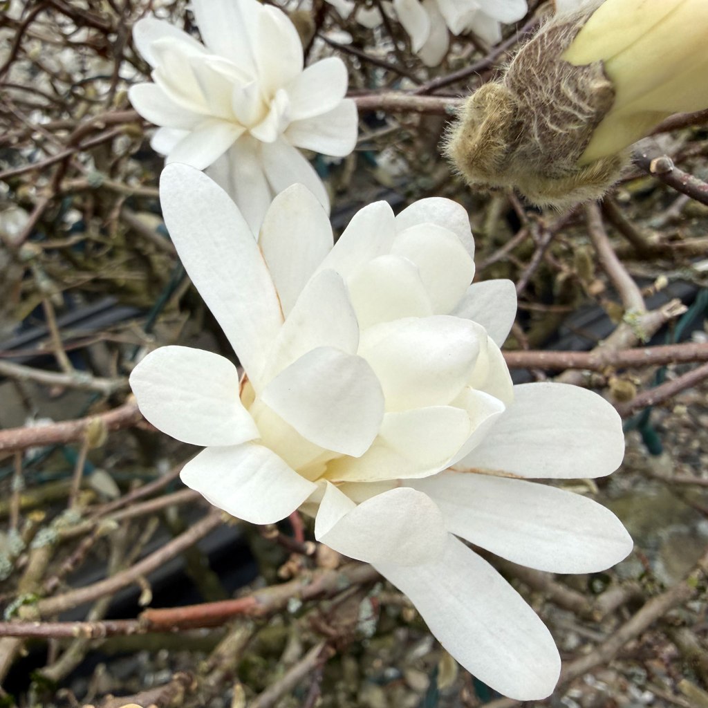 Star Magnolia (Magnolia stellata)