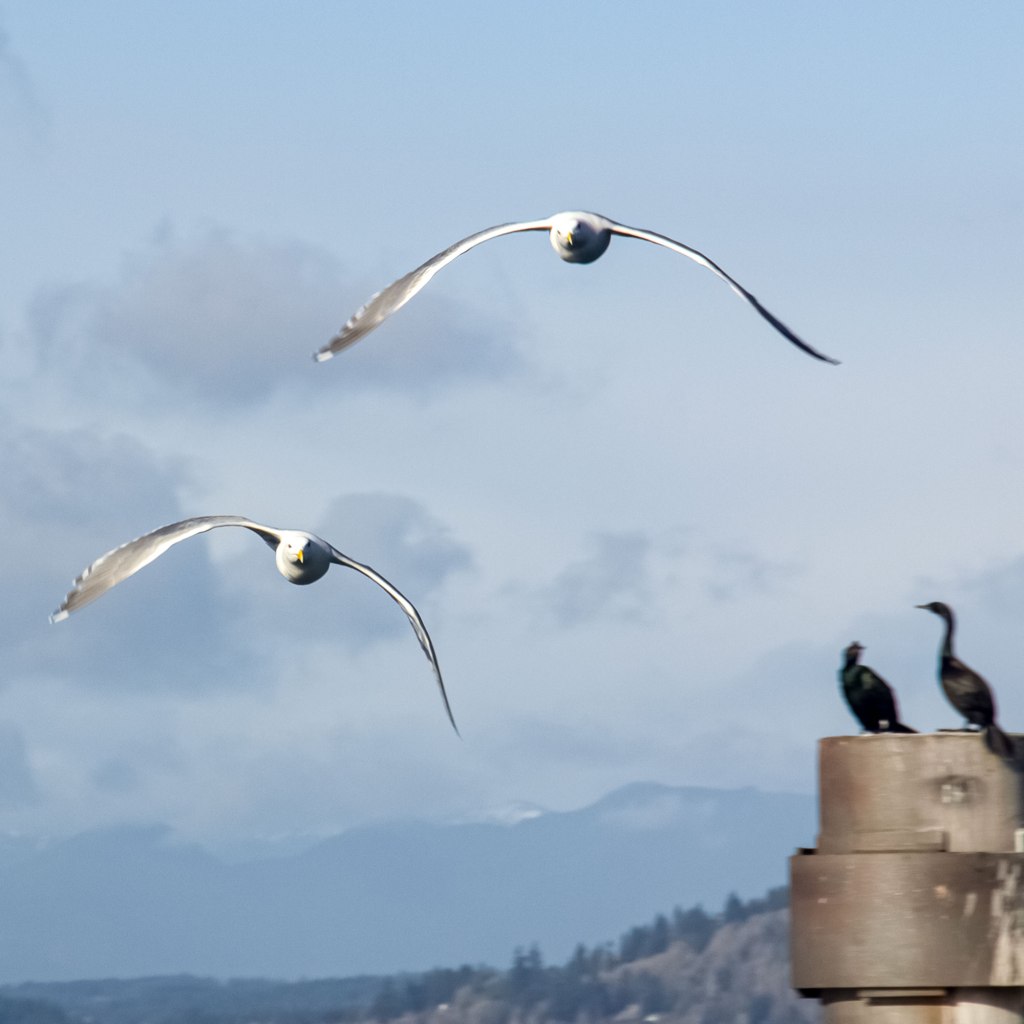 Seagulls in the Pacific Northwest
