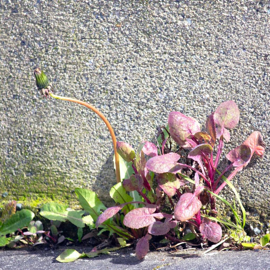 First Weeds of Spring