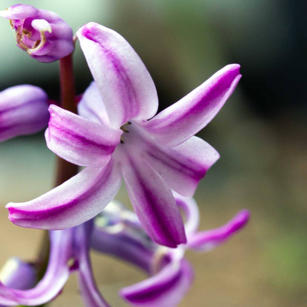 Common Hyacinth