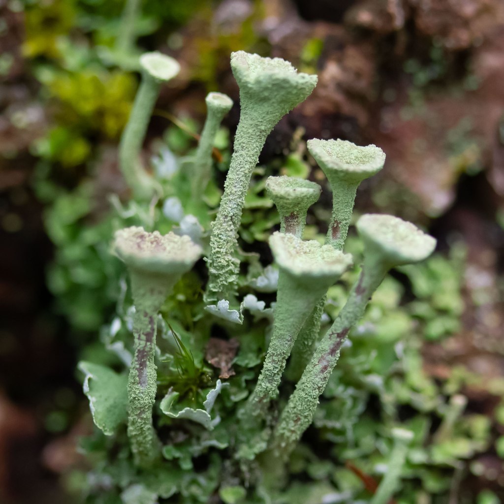 Pixie Cup Lichen (Cladonia pyxidata)