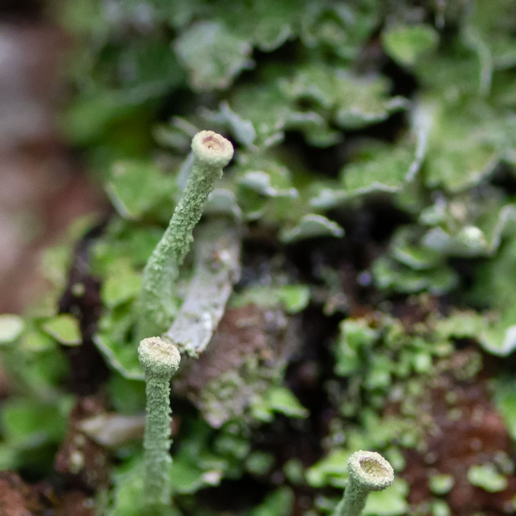 Spring Lichen