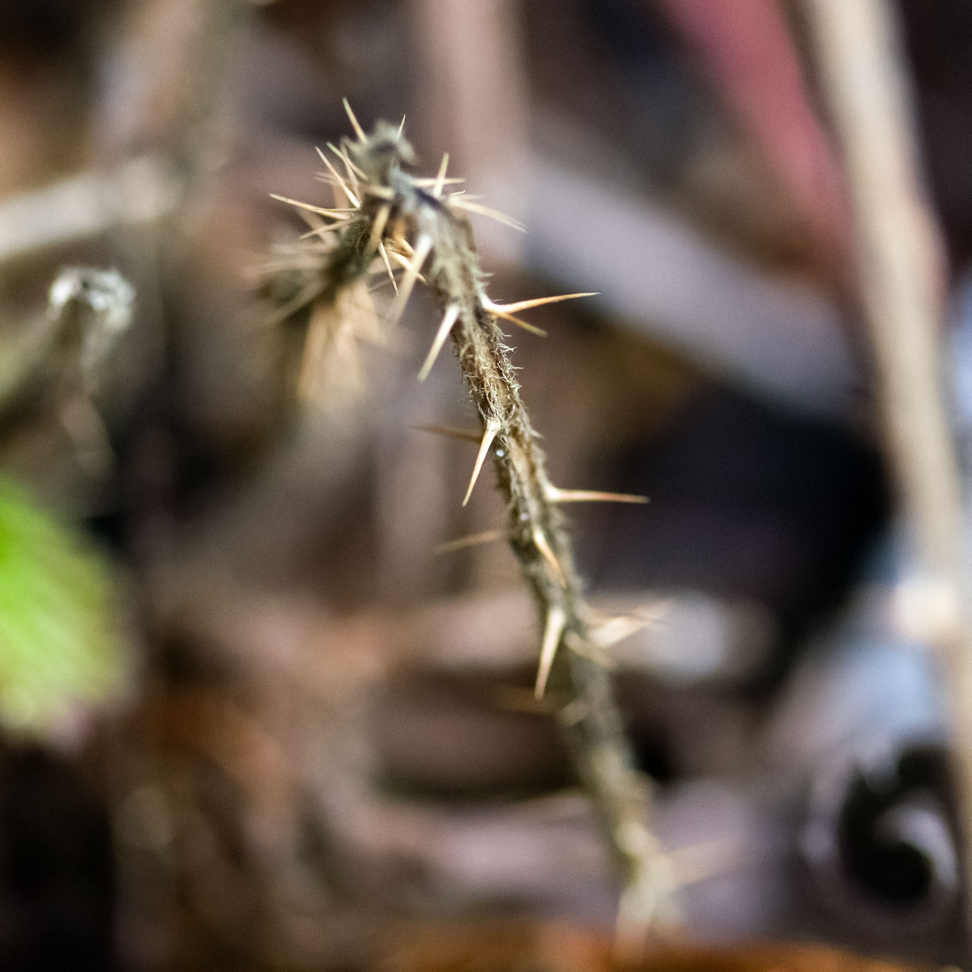 Blackberry Thorns