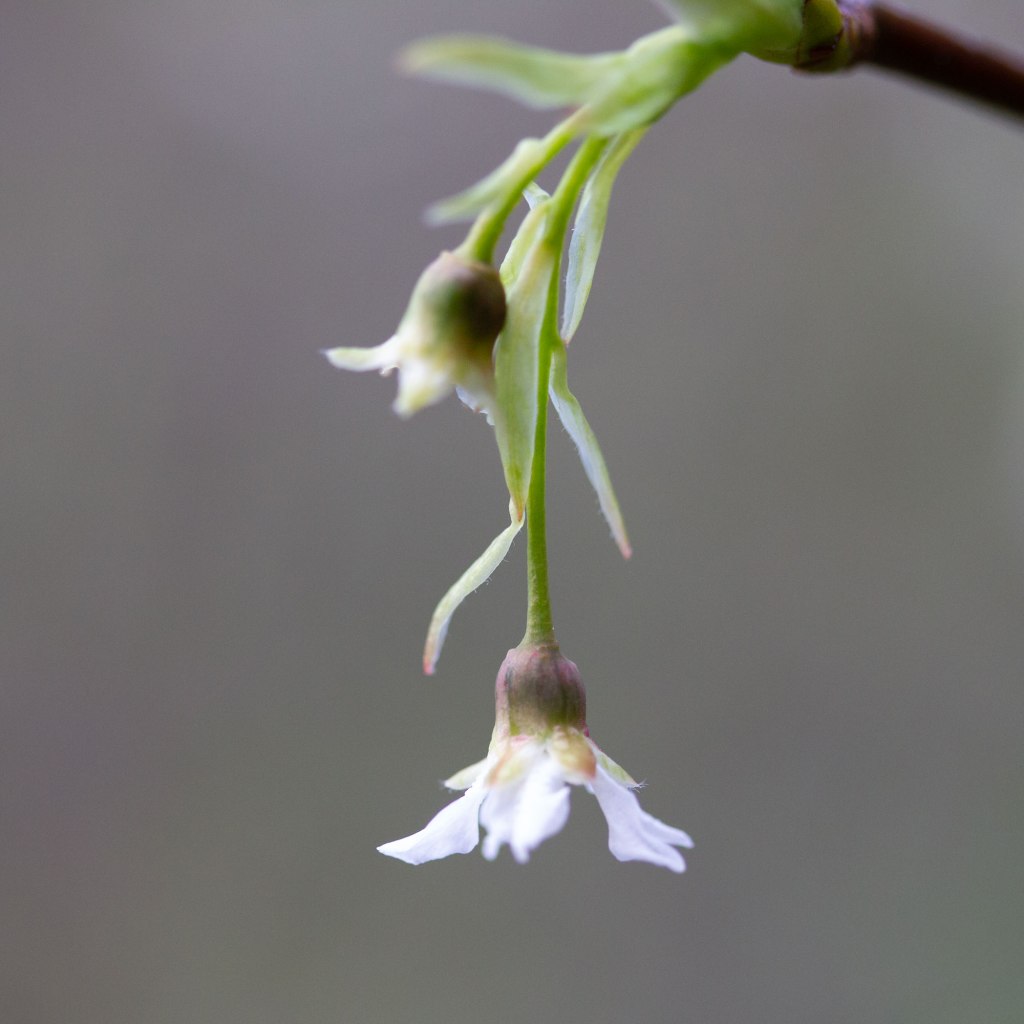 Tender Flowers - Indian Plum (Oemieria cerasiformis)