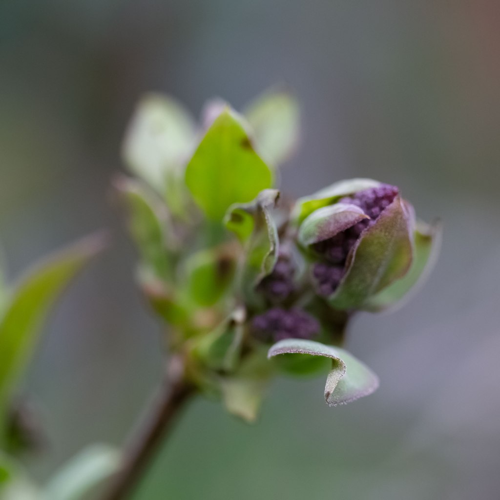 Late Lilac (Syringa villosa)